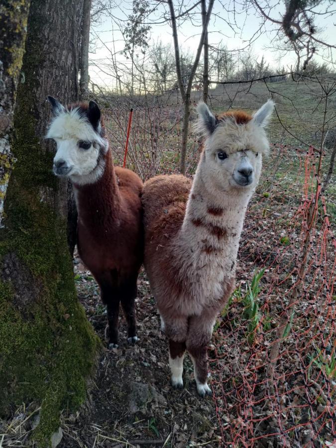 Kanahau Cambayrac Dış mekan fotoğraf